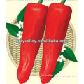 High Yield Horn Pepper Seeds For Planting-Red excellent No.2
